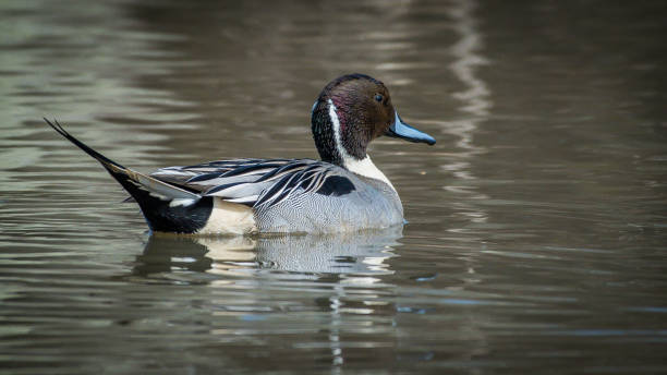 istock Pintail Duck in Huntley Meadows park in Virginia 1130197417