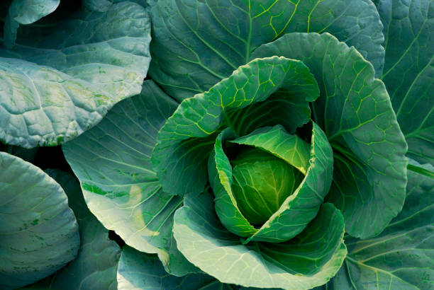 chou vert (brassica oleracea) dans le jardin potager. légume à feuilles vertes. riche source de vitamine c et vitamine k. fresh tête de chou. ferme maraîchère biologique chou. culture des plantes. agriculture. - cole photos et images de collection