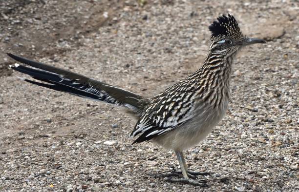 istock A Roadrunner in Tucson, Arizona 1130200934