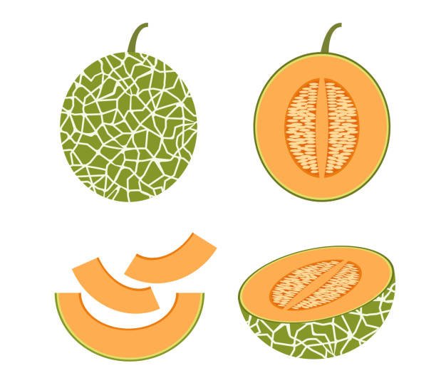 ilustrações de stock, clip art, desenhos animados e ícones de vector illustration of set fresh cantaloupe melon isolated on white background - melon