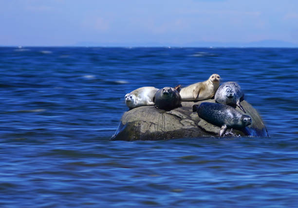 cinque foche grigie halichoerus grypus che si trova su una roccia nel fiume san lorenzo - grypus foto e immagini stock