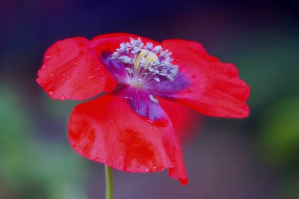 美しい赤いケシの花のクローズ アップ - poppy purple flower close up ストックフォトと画像