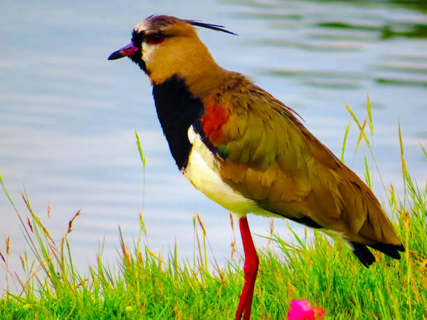 Bird perched next to lake in macro