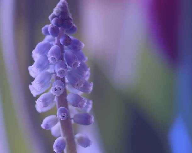 istock Easter bouquet muscari  grape hyacints  blue bells and other flowers unfocused 1130202786