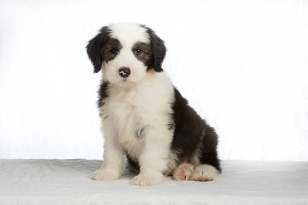 old english sheepdog welpen - old english sheepdog stock-fotos und bilder