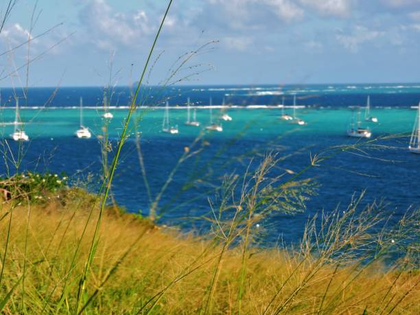 Peering through the Weeds Sitting on the eastern hillside of Petit Bateau in the Tobago Cays of St. Vincent & the Grenadines, overlooking the boats anchored just off Baradel Island (the "turtle area"). tobago cays stock pictures, royalty-free photos & images