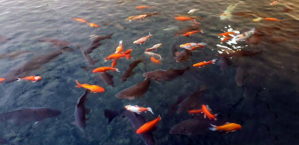 istock Black and orange Koi swimming 1130207752