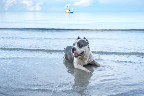 old big pitbull sit on the sea for relax and vintage boat and blue sky morning old big pitbull sit on the sea for relax and vintage boat and blue sky morning american stafford pitbull dog stock pictures, royalty-free photos & images