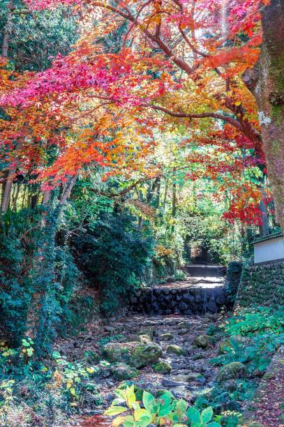 istock Colour of maples 1130213823