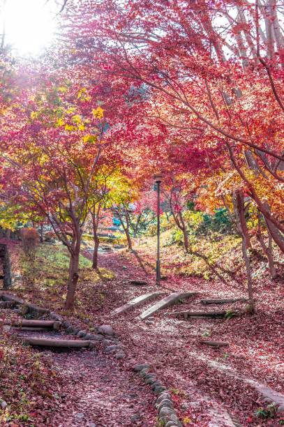 istock Colour of maples 1130213848