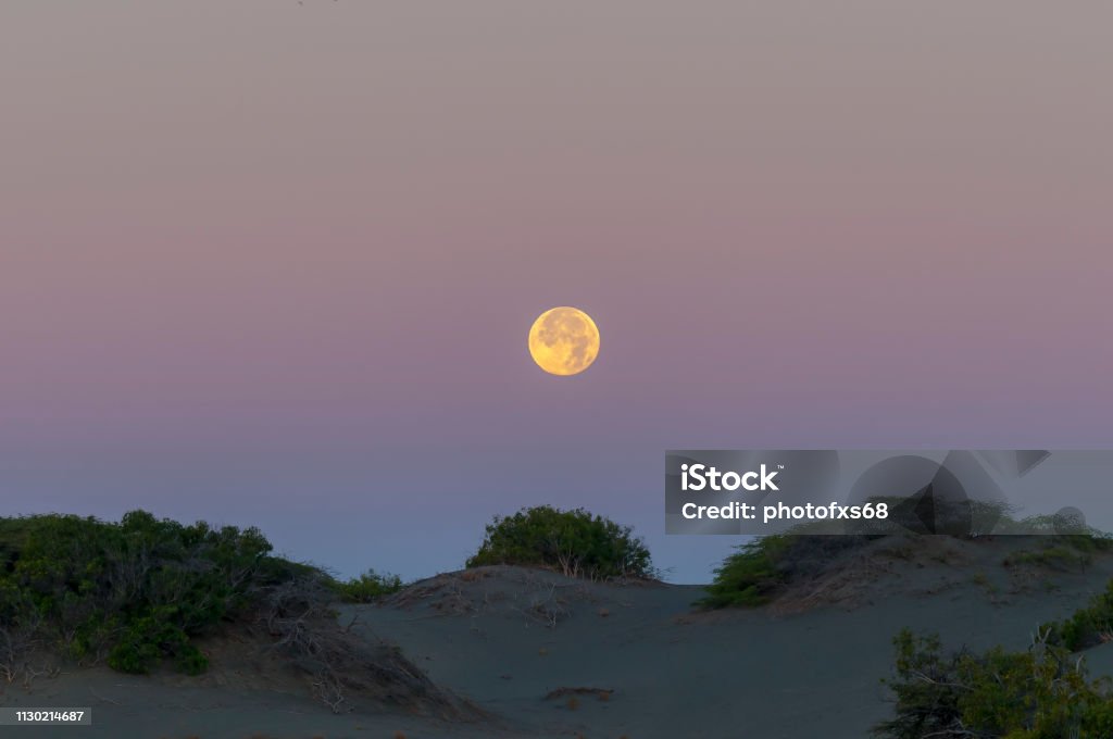 Moonset Over Sands Dunes Of Bani, Dominican Republic The yellowish full moon is hidden among the dunes of Bani in the Dominican Republic, the xerofila vegetation is noted among the sand dunes of light color against the blue and pink sky characteristic of the belt of Venus before sunrise. Astronomy Stock Photo
