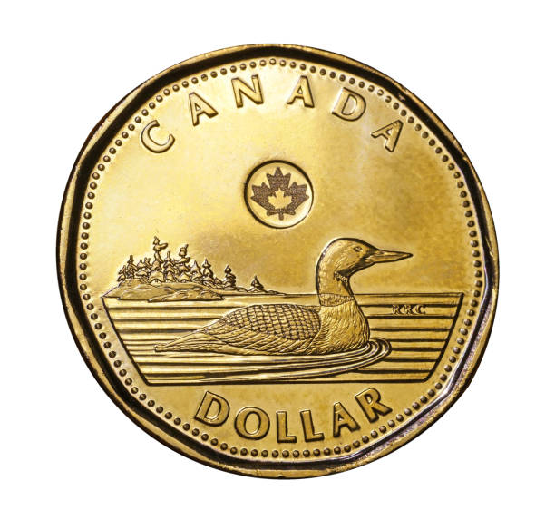 moneda de un dólar canadiense conocida como loonie - canadian culture canadian currency canadian dollars currency fotografías e imágenes de stock