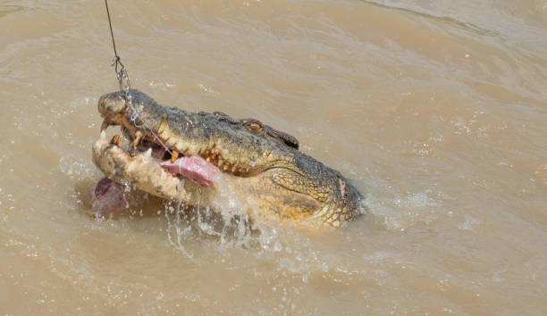 istock Australian Saltwater Crocodile Feeding on Buffalo Meat 1130221268