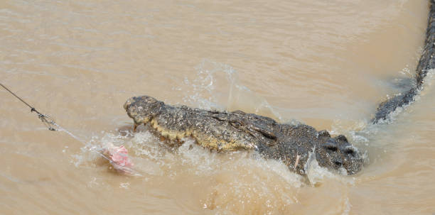 istock Intense Saltwater Crocodile Feed: Northern Territory 1130221824