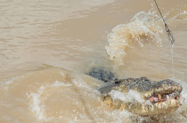 istock Saltwater Crocodile Feed: Passion 1130221915