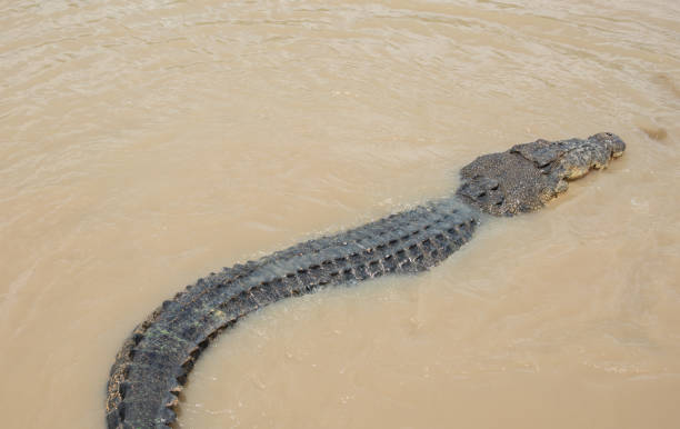 istock Australian Saltwater Crocodile: Middle Point, Australia 1130221944