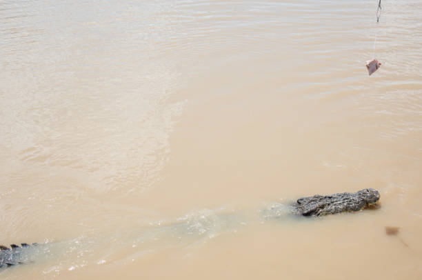 Australian saltwater crocodile swimming and preparing to eat raw buffalo meat from fishing line in the Adelaide River in Middle Point, Northern Territory, Australia