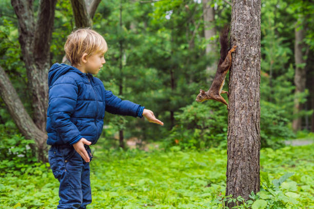 Cute Caucasian boy feeding grey squirrel in park. Adorable little kid giving food nuts to wild animal in forest. Child learning studying wild nature and making animal friend. Outdoor activity.
