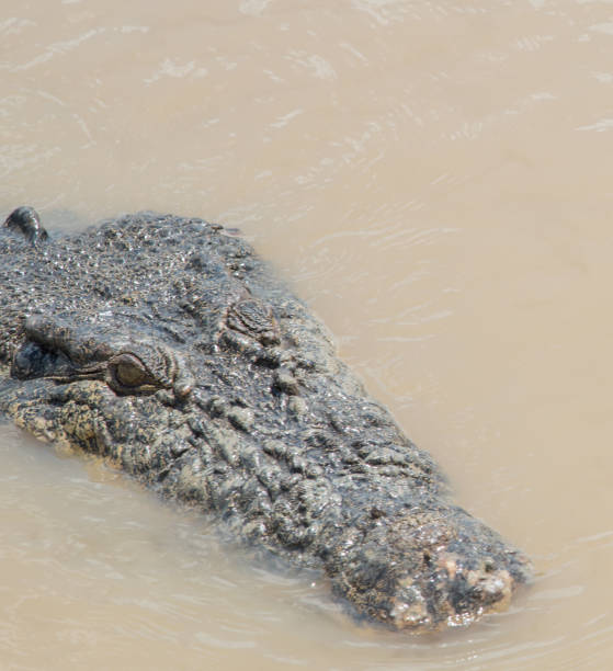 istock Australian Saltwater Crocodile Headshot 1130222023