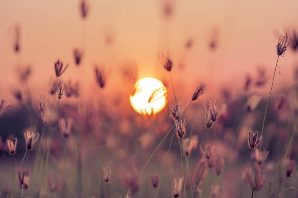 istock Grass pasture on sunset sky and sun background 1130224063