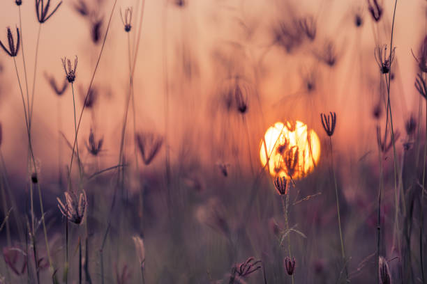 istock Grass pasture on sunset sky and sun background 1130224064