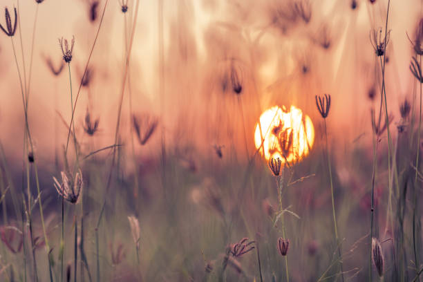 istock Grass pasture on sunset sky and sun background 1130224071
