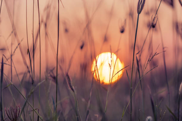 istock Grass pasture on sunset sky and sun background 1130224072