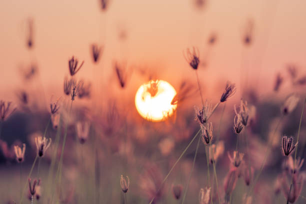 istock Grass pasture on sunset sky and sun background 1130224075