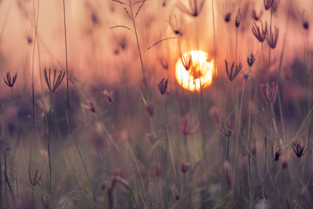 istock Grass pasture on sunset sky and sun background 1130224093