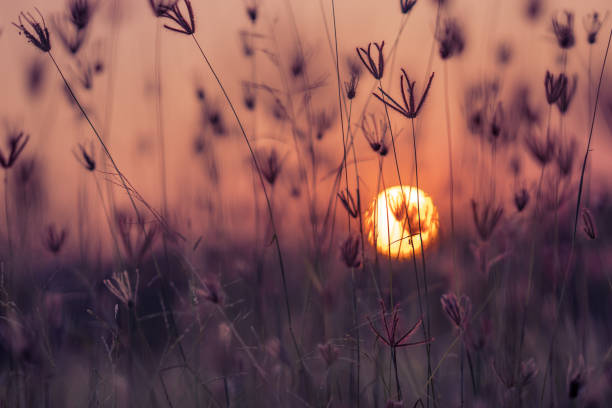 istock Grass pasture on sunset sky and sun background 1130224094
