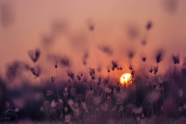 istock Grass pasture on sunset sky and sun background 1130224108