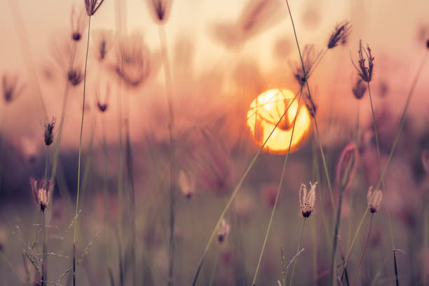 Grass pasture on sunset sky and sun background