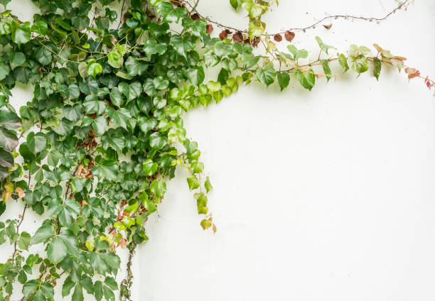 istock ivy leaves isolated on white 1130225196