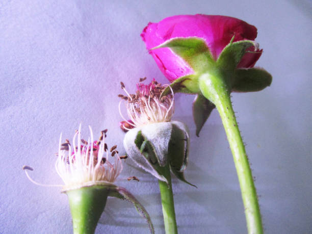 istock Colourful flowers, Beautiful nature 1130225344