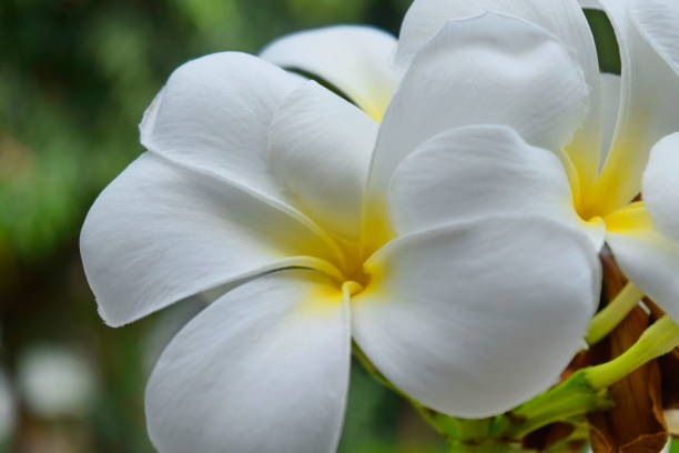 istock Plumeria and white leaves on the tree. 1130225875