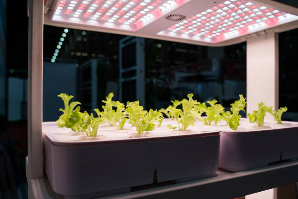 istock Greenhouse vegetables Plant with Led Light Indoor Farm Technology 1130225926