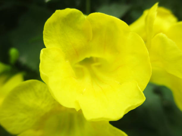 istock Colourful flowers, Beautiful nature 1130226119