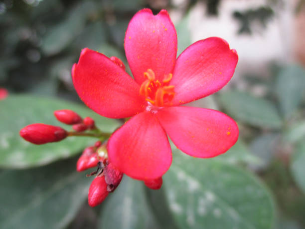 istock Colourful flowers, Beautiful nature 1130226135