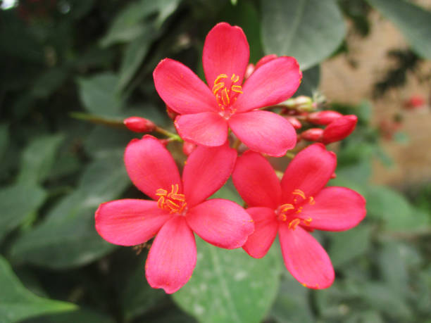 istock Colourful flowers, Beautiful nature 1130226159