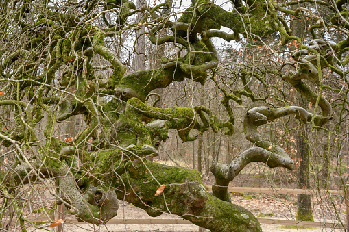 Beech trees twisted at very slow growth in the forest of Verzy