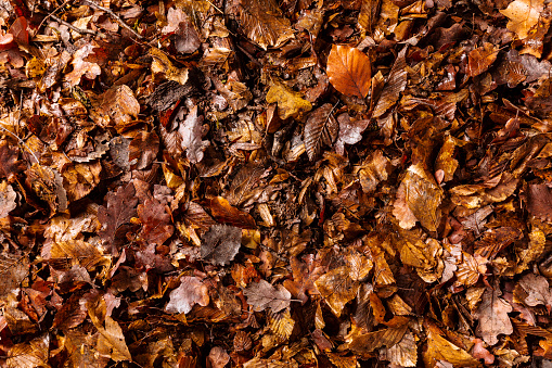 Full frame of forest ground with leaves and branches, view from above