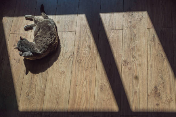 istock Gray cat sunning in front of the window 1130228887
