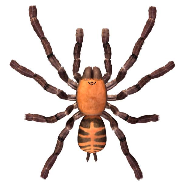 istock Tarantula spider 3d illustration isolated on the white background 1130229043