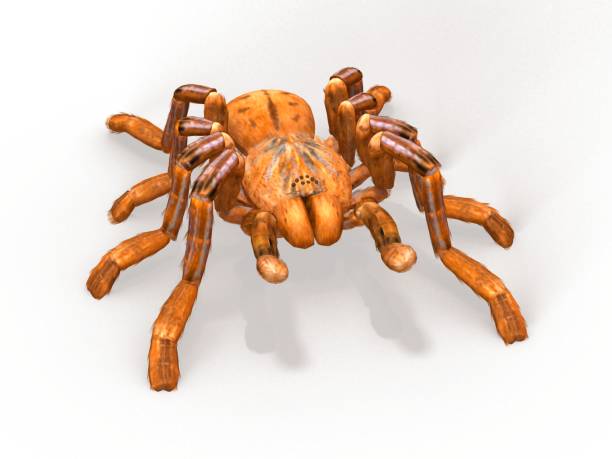 istock Tarantula spider 3d illustration isolated on the white background 1130229055