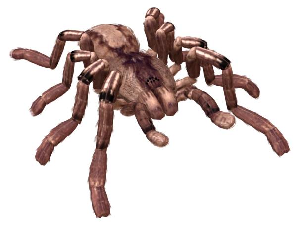 istock Tarantula spider 3d illustration isolated on the white background 1130229065