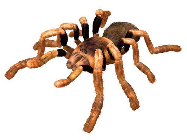 istock Tarantula spider 3d illustration isolated on the white background 1130229071