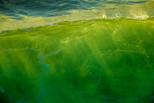 Sunset on waves seen from Maui, Hawaii