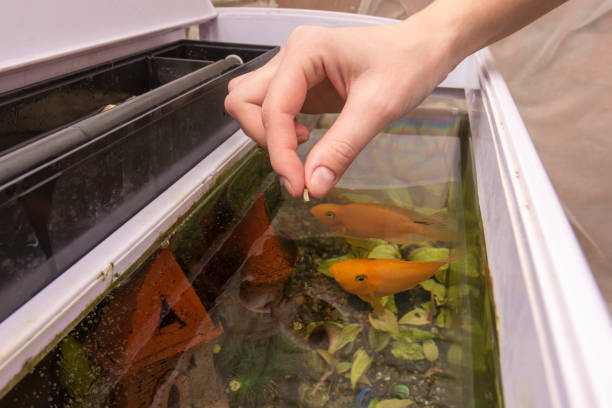 istock Feeding aquarium fish with dry large food 1130232383