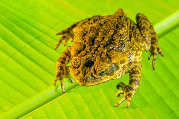 istock Island of Maui in Hawaii 1130233029
