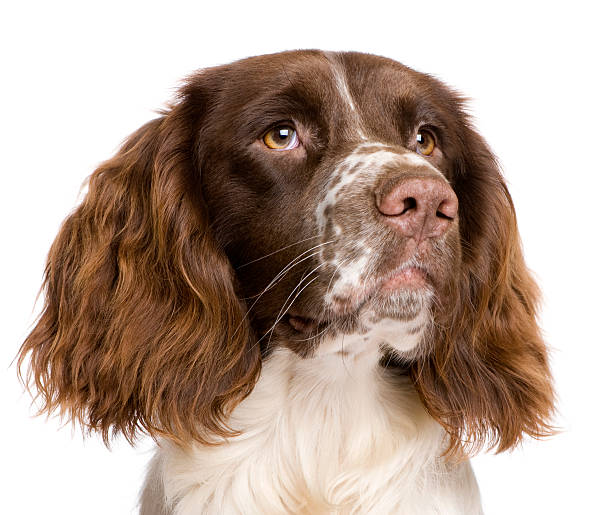 springer spaniel inglês, 10 meses de idade, fundo branco. - springer spaniel dog pets animal imagens e fotografias de stock